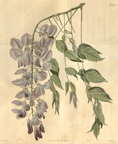 1817 Glycine sinensis